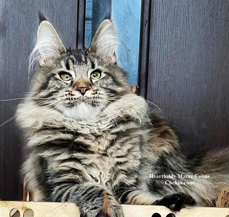 Hearthside-Maine-Coon-Cats